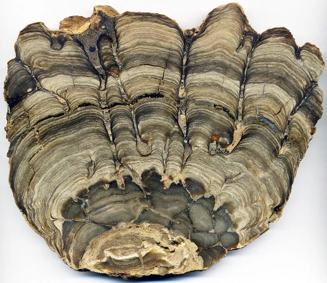 Stromatolites are important for promoting biodiversity.